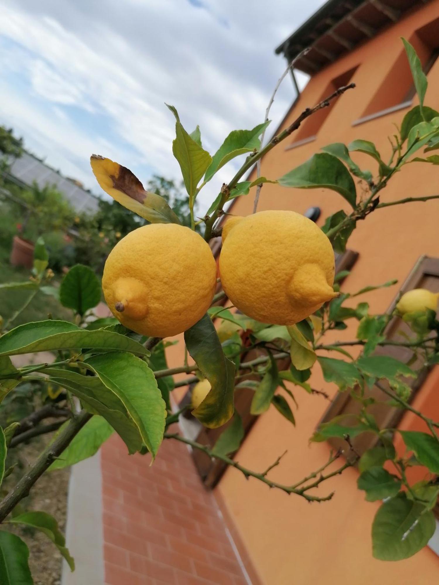 Agriturismo Borgo Stella Монтеспертоли Екстериор снимка