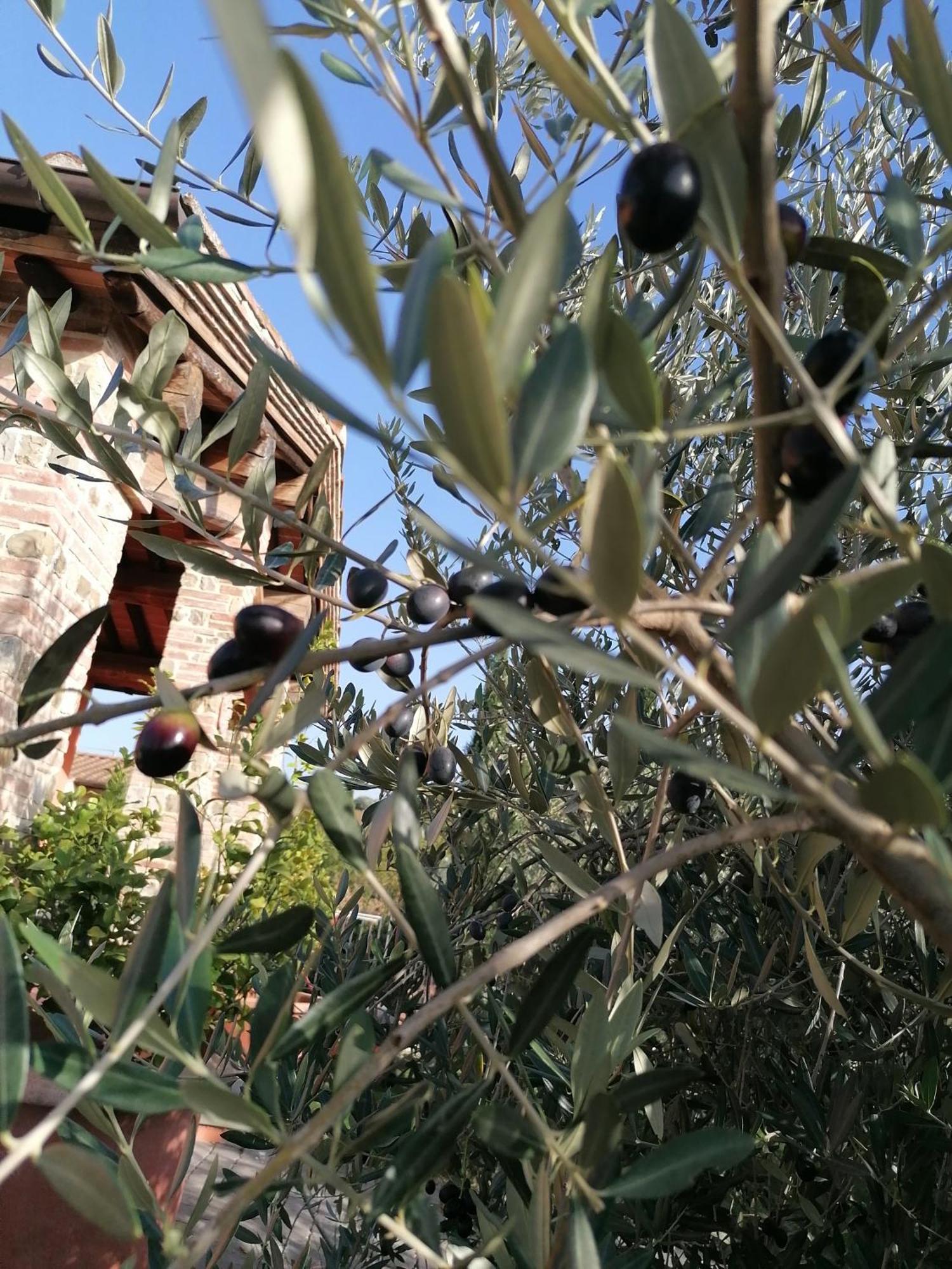 Agriturismo Borgo Stella Монтеспертоли Екстериор снимка